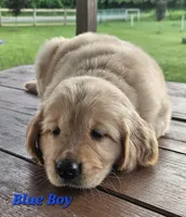 Blue Boy, a male Golden Retriever for sale in Cherry Valley, NY – 5 of 10
