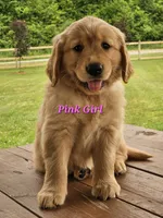 Pink Girl , a female Golden Retriever for sale in Cherry Valley, NY – 2 of 8