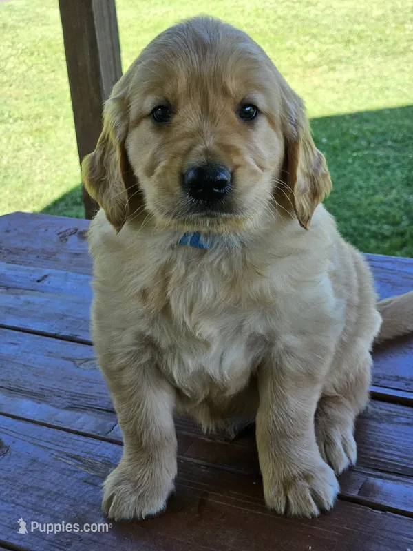 Light Blue Boy – Golden Retriever puppy for sale in Cherry Valley, NY
