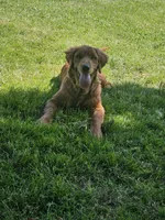 Holly, a female Golden Retriever for sale in Cherry Valley, NY – 4 of 4