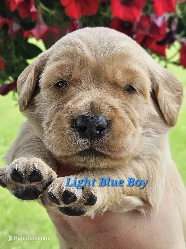 Light Blue Boy – Golden Retriever puppy for sale in Cherry Valley, NY
