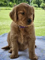 Purple Girl, a female Golden Retriever for sale in Cherry Valley, NY – 6 of 6