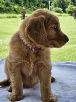 Purple Girl, a female Golden Retriever for sale in Cherry Valley, NY – 4 of 6