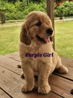 Purple Girl , a female Golden Retriever for sale in Cherry Valley, NY – 2 of 9