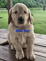 Blue Boy, a male Golden Retriever for sale in Cherry Valley, NY – 10 of 10