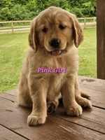 Pink Girl , a female Golden Retriever for sale in Cherry Valley, NY – 4 of 8