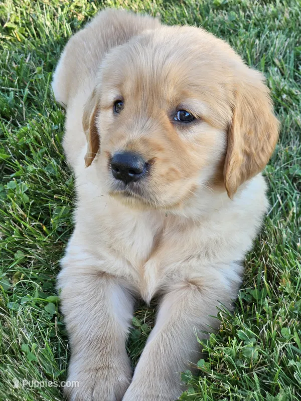 Purple Girl  – Golden Retriever puppy for sale in Cherry Valley, NY