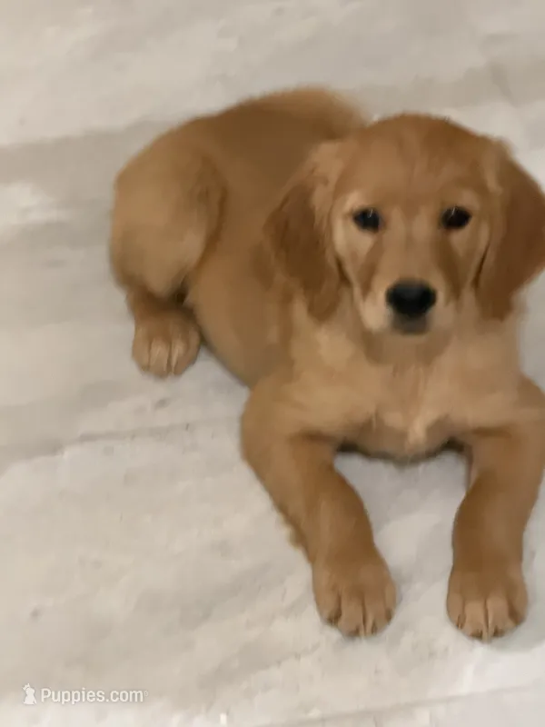 English cream golden retriever  – English Cream Golden Retriever puppy for sale in Beaumont, CA