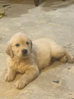 English cream golden retriever , a male English Cream Golden Retriever for sale in Beaumont, CA – Photo 1 of 3