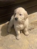 English cream golden retriever , a male English Cream Golden Retriever for sale in Beaumont, CA – Photo 3 of 3
