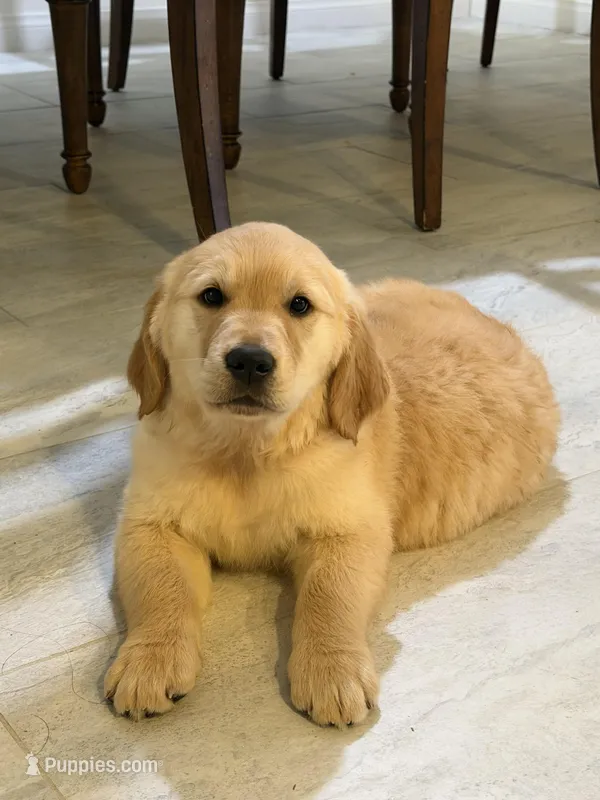English cream golden retriever  – English Cream Golden Retriever puppy for sale in Beaumont, CA