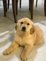 English cream golden retriever , a female English Cream Golden Retriever for sale in Beaumont, CA – 3 of 4