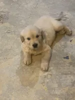 English cream golden retriever , a male English Cream Golden Retriever for sale in Beaumont, CA – Photo 2 of 3