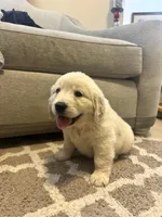English Cream golden retriever , a male English Cream Golden Retriever for sale in Beaumont, CA – Photo 2 of 2