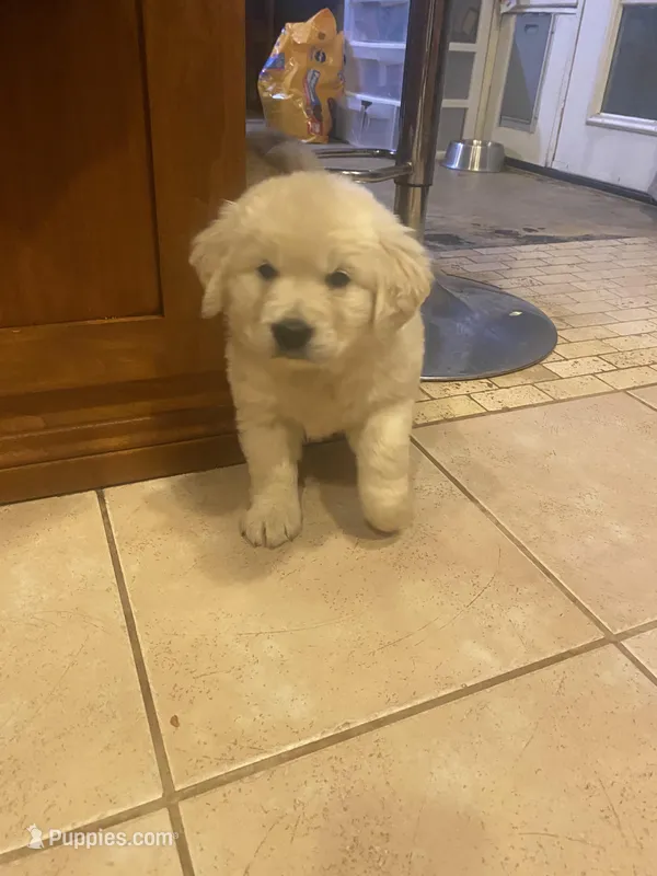 English Cream golden retriever , a male English Cream Golden Retriever for sale in Beaumont, CA – Photo 1 of 2