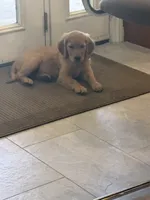 English cream golden retriever , a female English Cream Golden Retriever for sale in Beaumont, CA – 4 of 4