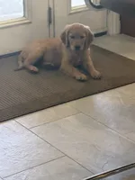 English cream golden retriever , a female English Cream Golden Retriever for sale in Beaumont, CA – 2 of 4