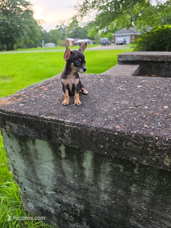 Sasha  – Chihuahua puppy for sale in Mobile, AL
