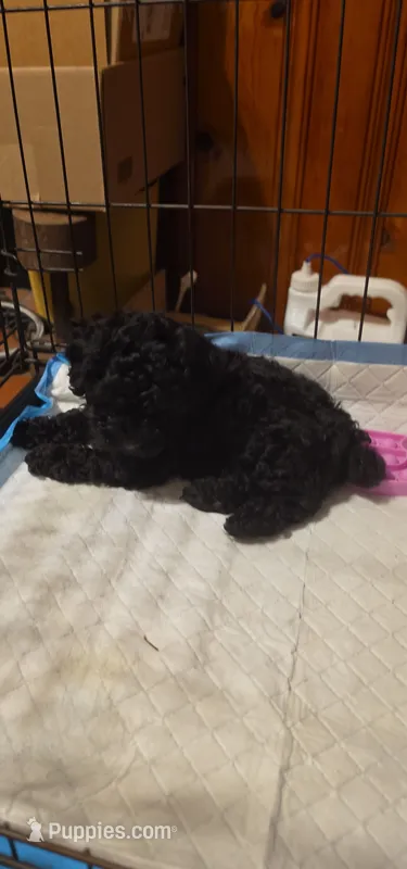 Smokey  – Poodle - Toy  puppy for sale in Mobile, AL