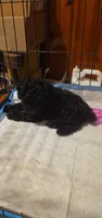 Smokey , a male Poodle - Toy  for sale in Mobile, AL – 1 of 1