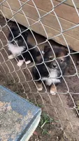 Zira & Zora , a female Australian Shepherd and Pomeranian for sale in Mobile, AL – 2 of 2
