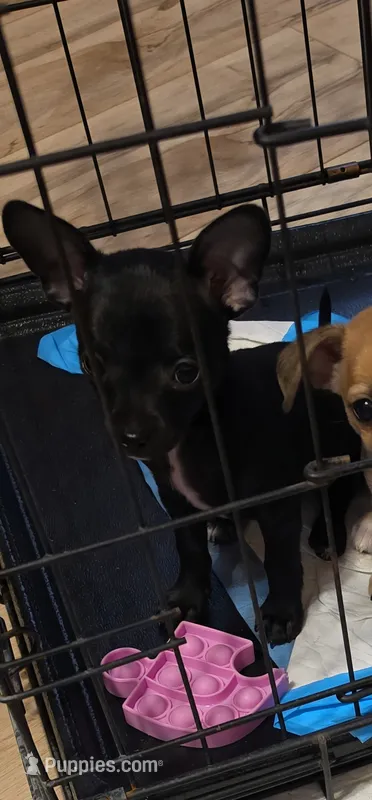 Shadow  – Chihuahua puppy for sale in Mobile, AL