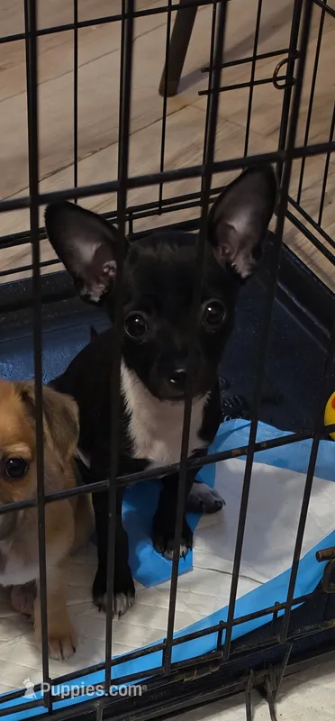 Coal – Chihuahua puppy for sale in Mobile, AL