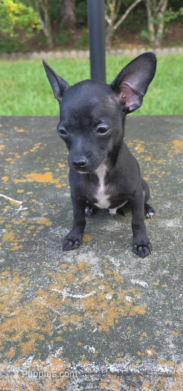 Shadow  – Chihuahua puppy for sale in Mobile, AL