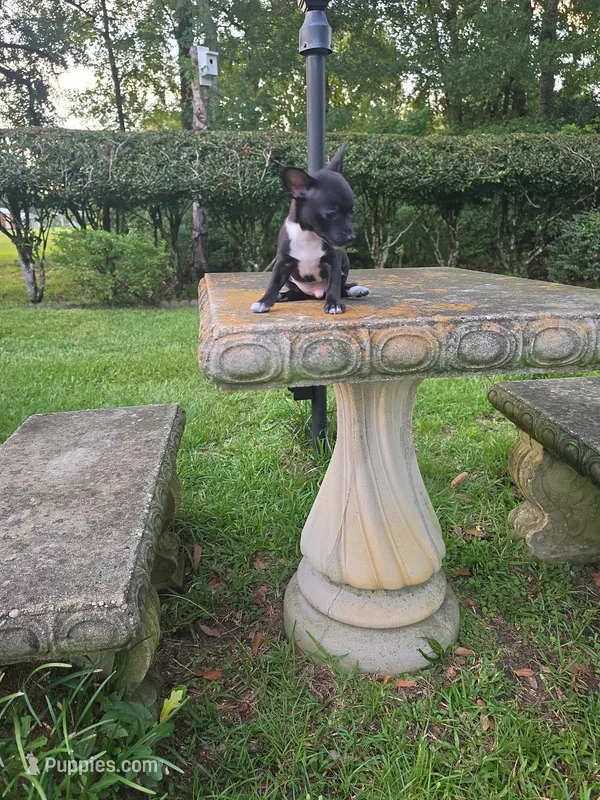 Coal – Chihuahua puppy for sale in Mobile, AL
