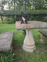 Coal, a male Chihuahua for sale in Mobile, AL – 1 of 1