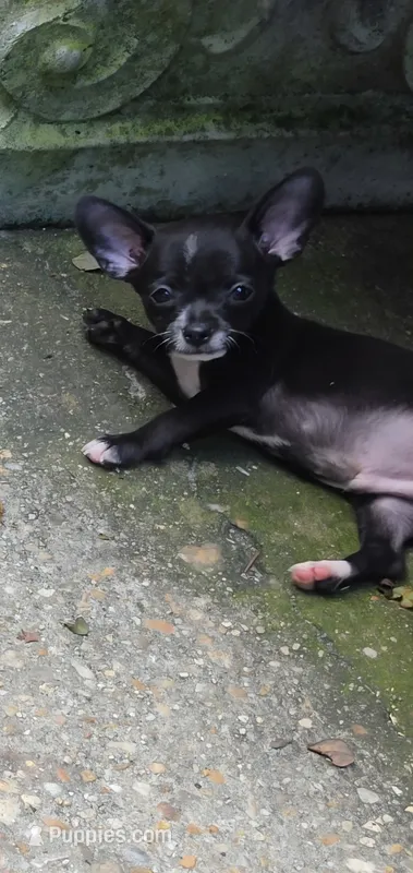 Chester – Chihuahua puppy for sale in Mobile, AL