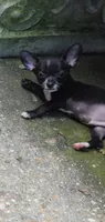 Chester, a male Chihuahua for sale in Mobile, AL – 1 of 5