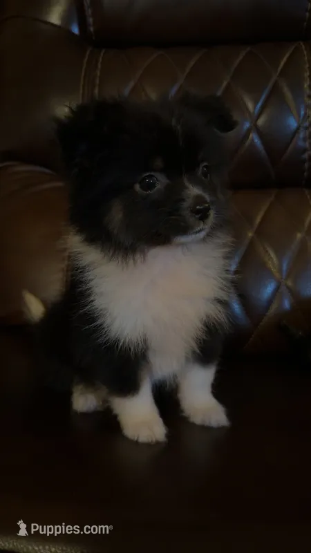 Zora – Australian Shepherd, Pomeranian puppy for sale in Mobile, AL
