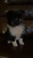 Zora, a female Australian Shepherd and Pomeranian for sale in Mobile, AL – 1 of 1