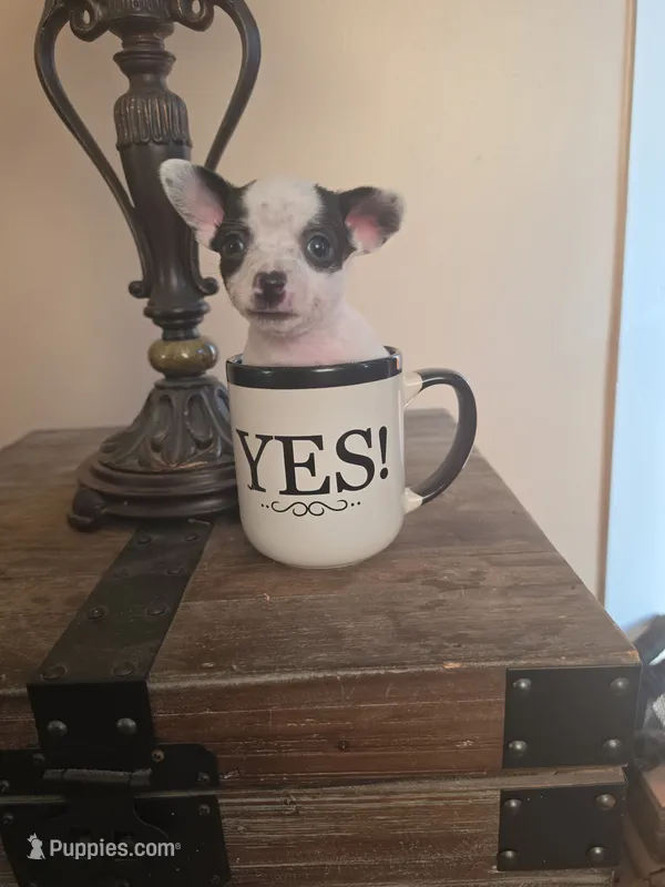 Missy Poo, a female Chihuahua for sale in Mobile, AL – 1 of 3