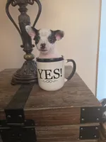 Missy Poo, a female Chihuahua for sale in Mobile, AL – 1 of 3