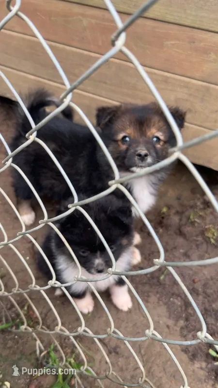 Zira & Zora  – Australian Shepherd, Pomeranian puppy for sale in Mobile, AL