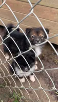 Zira & Zora , a female Australian Shepherd and Pomeranian for sale in Mobile, AL – 1 of 2