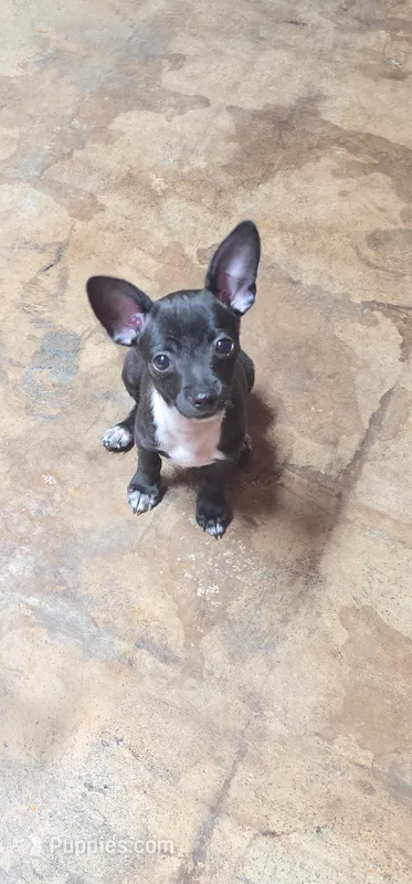 Coal – Chihuahua puppy for sale in Mobile, AL
