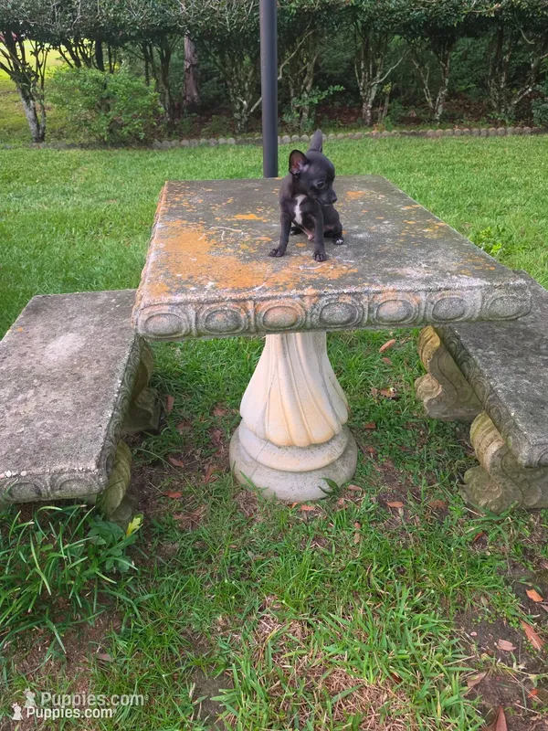 Shadow  – Chihuahua puppy for sale in Mobile, AL