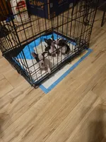 Missy Poo, a female Chihuahua for sale in Mobile, AL – 3 of 3