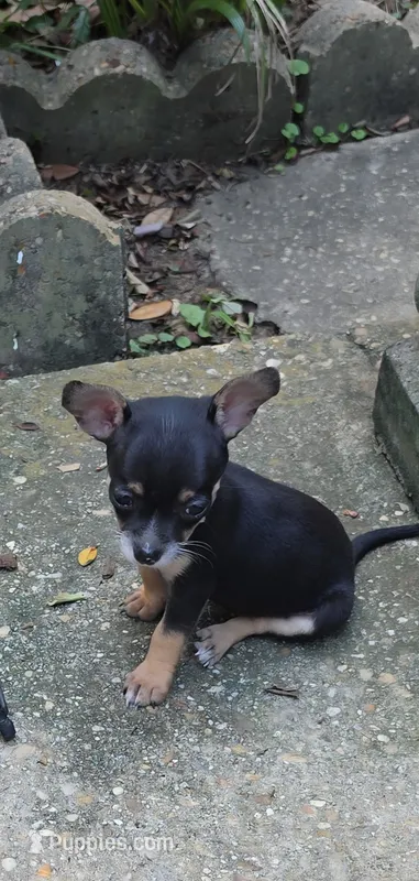 Sasha  – Chihuahua puppy for sale in Mobile, AL