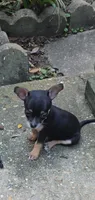 Sasha , a female Chihuahua for sale in Mobile, AL – 1 of 3