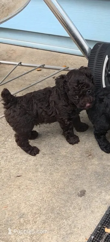 Rusty  – Poodle - Toy  puppy for sale in Mobile, AL