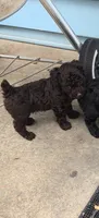 Rusty , a male Poodle - Toy  for sale in Mobile, AL – 1 of 1