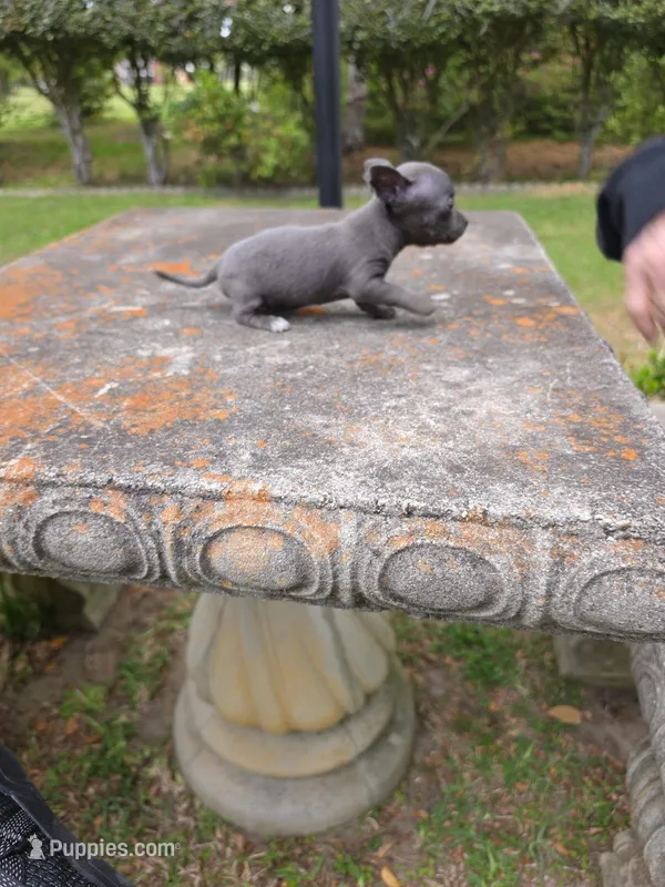 Blue Girl – Chihuahua puppy for sale in Mobile, AL