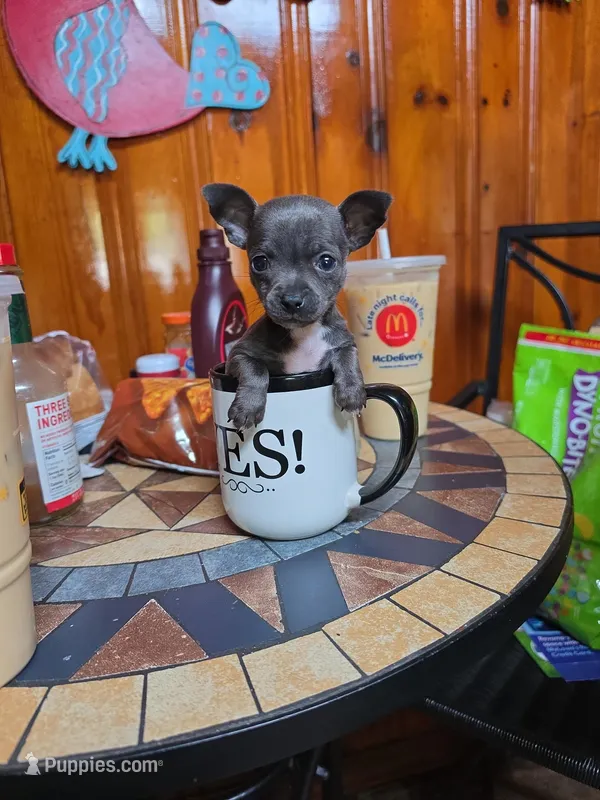 Blue Girl – Chihuahua puppy for sale in Mobile, AL
