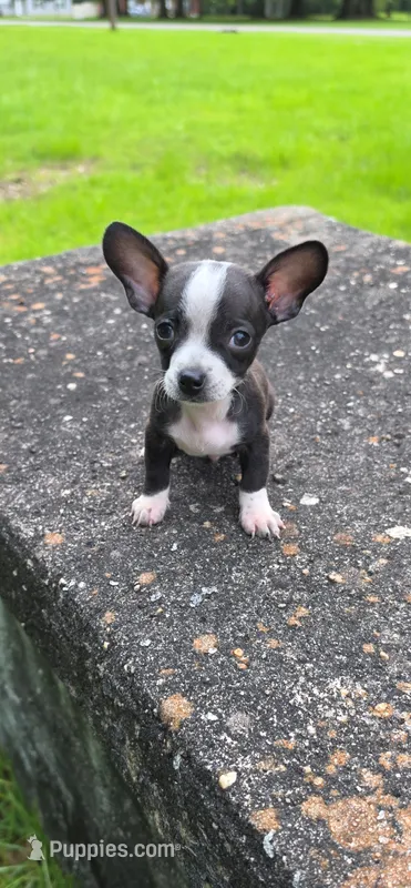 Elvis – Chihuahua puppy for sale in Mobile, AL