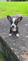 Elvis, a male Chihuahua for sale in Mobile, AL – 1 of 1