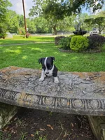 Oreo, a female Chihuahua for sale in Mobile, AL – 2 of 2